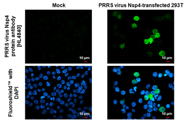 Anti-PRRS virus Nsp4 protein antibody [HL4840] used in Immunocytochemistry/ Immunofluorescence (ICC/IF). GTX644903